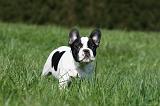 BOULEDOGUE FRANCAIS 997